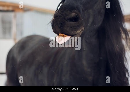 L'étalon frison montre la langue Banque D'Images