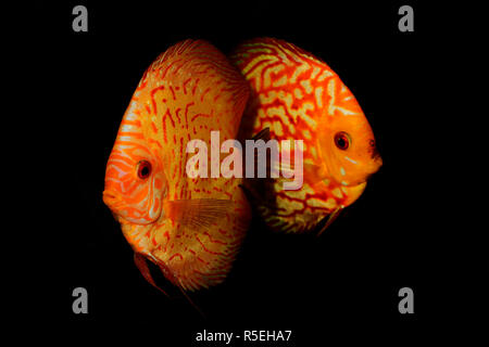 Aquarium de poissons Poissons discus (Symphysodon) isolé sur fond noir Banque D'Images