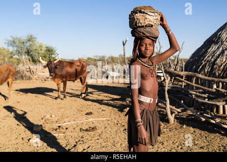 Jeune fille Himba recueillir de la bouse de vache pour plâtre les murs de sa cabane. Banque D'Images