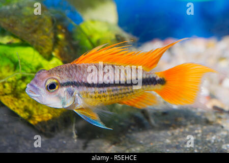 Portrait de poissons d'aquarium - cichlidés Apistogramma cacatuoides (cacatoès) dans un aquarium Banque D'Images