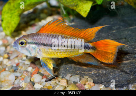 Portrait de poissons d'aquarium - cichlidés Apistogramma cacatuoides (cacatoès) dans un aquarium Banque D'Images