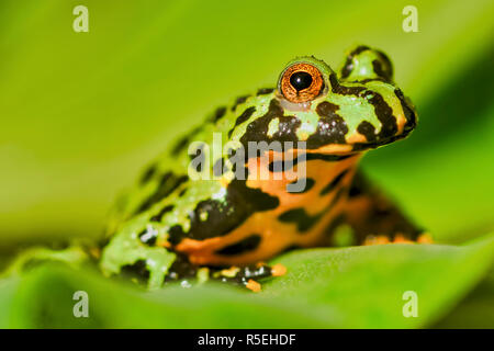 Feu Oriental grenouille crapaud à ventre jaune (Bombina orientalis) assis sur une feuille verte Banque D'Images