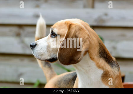 Pure Beagle chien de chasse à la recherche de la gauche dans une position allert fermer Banque D'Images