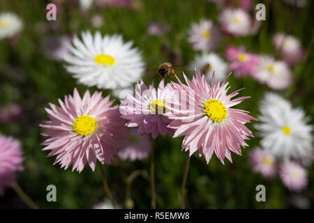 De belles fleurs sauvages indigènes et locales les plantes au jardin botanique de Perth. Printemps en fleurs. Une abeille jouit des fleurs. Banque D'Images