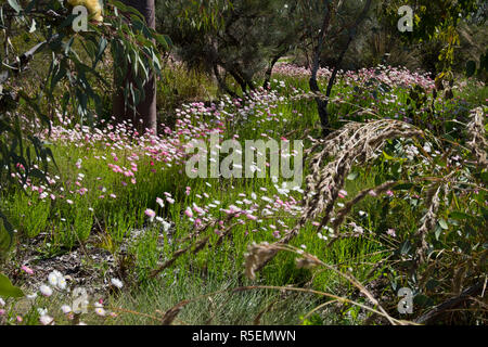 De belles fleurs sauvages indigènes et locales les plantes au jardin botanique de Perth. Printemps en fleurs. Banque D'Images