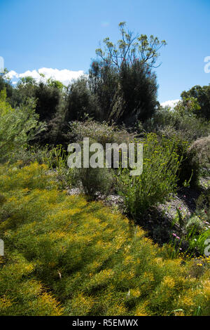 De belles fleurs sauvages indigènes et locales les plantes au jardin botanique de Perth. Printemps en fleurs. Banque D'Images