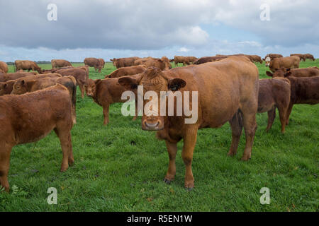 Belles vaches brunes sous la pluie sur une ferme près d'Esperance en Australie occidentale. Banque D'Images