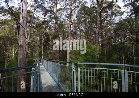 Profitant de l'impressionnante passerelle métallique à travers le picotement des arbres à La Vallée des Géants Tree Top Walk dans Tingdale, dans l'ouest de l'Australie. Banque D'Images