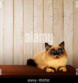 Chat persan mignon sur la table Banque D'Images