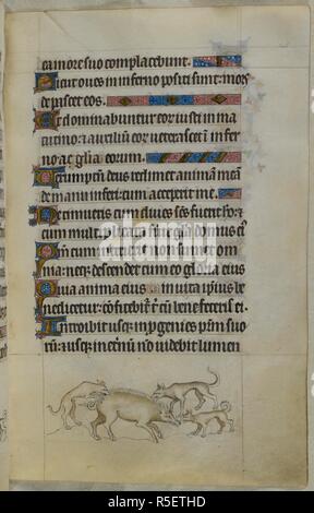 Bas-de-page scène de trois chiens attaquant un sanglier. Psautier ('Le psautier de la Reine Mary"). Angleterre (Londres/Westminster ou East Anglia ?) ; entre 1310 et 1320. Source : Royal 2 B. VII, f.145. Langue : Français de l'Amérique latine, avec les légendes des images. Banque D'Images