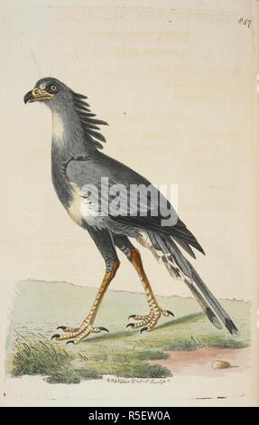Seroentarius Africanus. Oiseau Secrétaire, Sagittaire serpentarius, vulnérables (serpent africain-eater.). Vivarium Naturae sive rerum naturalium ... ad naturam depictae ipsam icones et descriptÃ¦.-l'Naturalists' Miscellany, ou des chiffres de couleur d'objets naturels tirés et décrit ... à partir de la nature. Londres : Nodder & Co., 1789-1813. Source : 45.b.3 867 plaque. Auteur : GEORGE SHAW. Nodder Sciences, Frederick. Banque D'Images