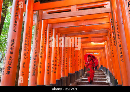 Le Japon, Kyoto, Fushimi Inari Taisha, Tunnel de Torii Gates Banque D'Images