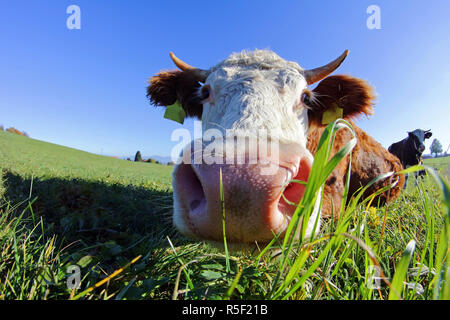 Vue grand angle d'un boeuf simmental avec cornes et Bell Banque D'Images