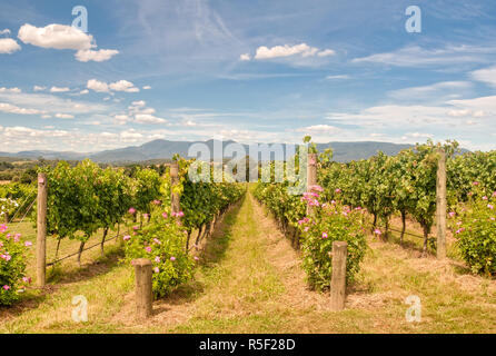 Vigne - Yarra Glen Banque D'Images