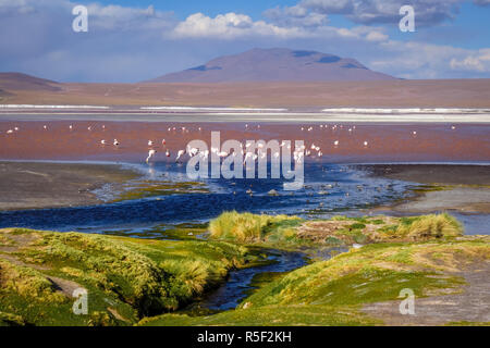 La Laguna Colorada dans sud Lipez Altiplano reserva, Bolivie Banque D'Images