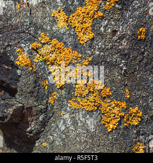 Lichen sur une écorce Banque D'Images