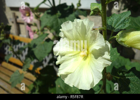 Rose Trémière jaune Banque D'Images