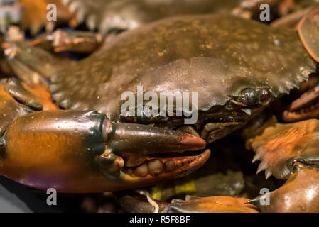 Crabe cru frais Banque D'Images