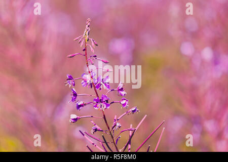 L'épilobe rose fleurs sur spring meadow Banque D'Images