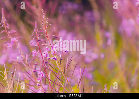 L'épilobe rose fleurs sur spring meadow Banque D'Images