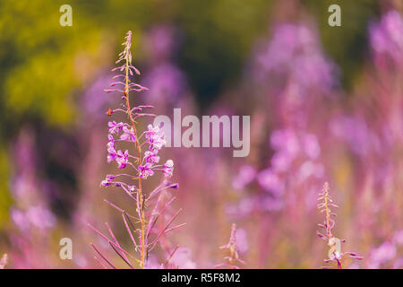 L'épilobe rose fleurs sur spring meadow Banque D'Images