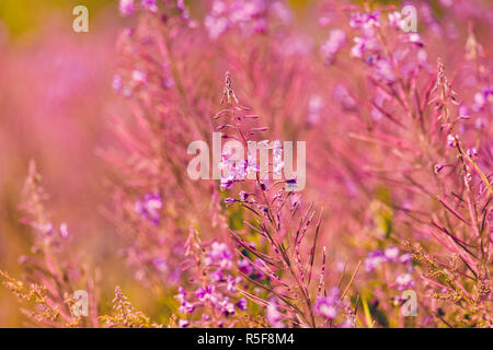 L'épilobe rose fleurs sur spring meadow Banque D'Images