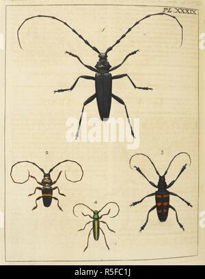 Insectes : les coléoptères. Illustrations de l'histoire naturelle ; où sont exposées plus de deux cent quarante figures d'insectes exotiques, en fonction de leurs différents genres ; ... avec une description de chaque insecte ... Pour ce qui est ajouté, d'une traduction en français. Londres, 1770-82. Source : 38.e.12 XXXIX de la plaque. Auteur : Drury, Du. Banque D'Images