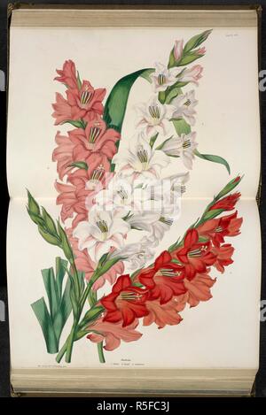 Gladiolus Gandavensis. Parfois appelé le mot 'lily', mais le plus souvent par son nom générique (pluriel gladioli.) glaïeul. 1. Adonis ; 2. DanaÃ© ; 3. ¨ArchimÃ de. L'Illustrated Bouquet, composé de chiffres, avec des descriptions de nouvelles fleurs. Londres, 1857-64. Source : 1823.c.13 planche 25. Auteur : Henderson, Edward George. Sowerby, Miss. Banque D'Images