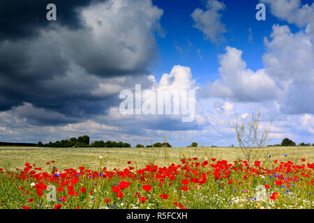 Champ de coquelicots rouges, près de l'Vladimir-Volynsky, Oblast de Volhynie, en Ukraine Banque D'Images