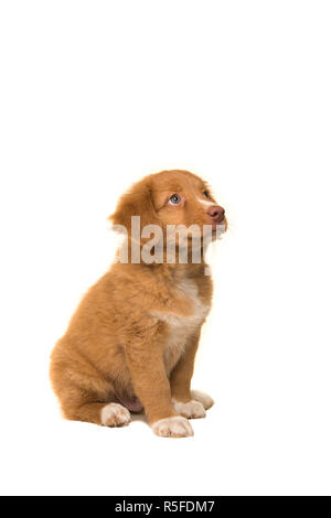 Cute assis Nova Scotia Duck Tolling Retriever chiot jusqu'à la vu du côté isolé sur fond blanc Banque D'Images