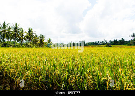 Vue sur les rizières et les cocotiers en Asie Banque D'Images