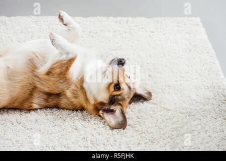 Cute Pembroke Welsh Corgi chien couchant avec les pieds sur un tapis moelleux Banque D'Images