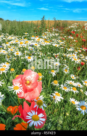 Fleurs sauvages de l'été pré avec coquelicots et marguerites blanc rouge Banque D'Images