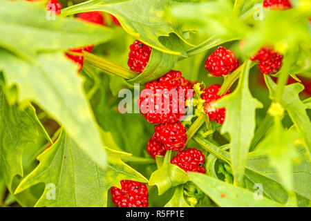 Vrai,épinards fraise blitum virgatum,syn. chenopodium foliosum,légumes anciens du moyen âge Banque D'Images