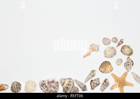 Vague de shell sur fond blanc Banque D'Images