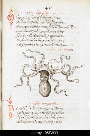 Dessin, plume et encre d'une pieuvre, avec lavage de couleur ; rubrication et texte. De animalium proprietate. 2e quart du 16e siècle, 3e quart du 16e siècle. Source : Burney 97 f.40. Langue : grec ancien. Auteur : trombinoscope. Vergetio, Angelo. Banque D'Images