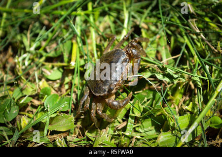 Domaine crabe / petit crabe sur l'herbe verte dans le champ du riz Banque D'Images