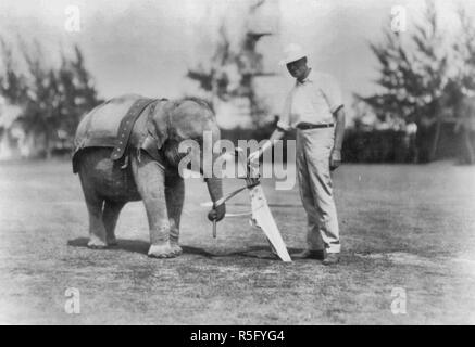 Caddie éléphant sur Miami, Floride, golf, 1922 Banque D'Images