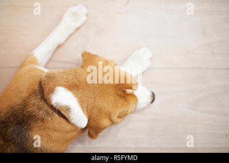 Couchage chien sur le plancher au-dessus (top view with copy space Banque D'Images