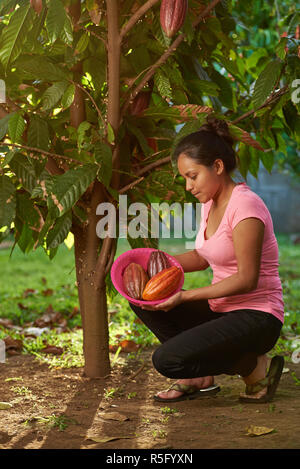 Cacaoyer dans ferme avec fruit les gousses. Femme ramasser les cabosses de cacao Banque D'Images