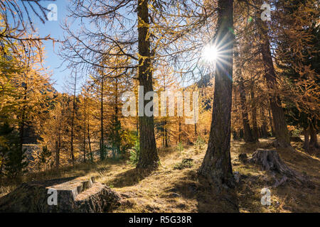 Soleil brille à travers la forêt de mélèzes jaune doré à la fin de l'automne dans une vallée de montagne sous un ciel bleu Banque D'Images