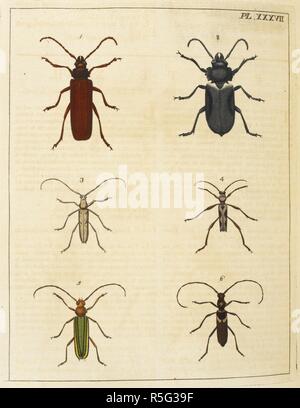 Les coléoptères. Illustrations de l'histoire naturelle ; où sont exposées plus de deux cent quarante figures d'insectes exotiques, en fonction de leurs différents genres ; ... avec une description de chaque insecte ... Pour ce qui est ajouté, d'une traduction en français. Londres, 1770-82. Source : 38.e.12 XXXVII de la plaque. Auteur : Drury, Du. Banque D'Images