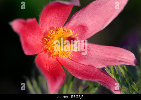 L'Est en fleurs Anémone pulsatille, sait aussi comme l'Anémone Anémone à feuilles découpées ou - Pulsatilla patens - dans la saison du printemps dans un jardin botanique Banque D'Images