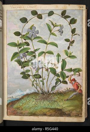 Peruinca eventsystems (Pervenche). Dessins en couleur de plantes, copié à partir de la nature dans les États romains, par Gerardo Cibo. Tome I. Pietro Andrea Mattioli, médecin, de Sienne : extraits de son édition de Dioscorides' 'de re medica' :. L'Italie, c. 1564-1584. Source : ajouter. 22332 f.26. Langue : Italien. Auteur : Cibo, Gheraldo. Banque D'Images