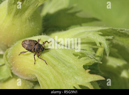 La prune de forage noisette noisette rhynchites coeruleus perce un Banque D'Images