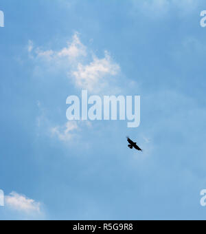 Buse variable en silhouette en vol Banque D'Images