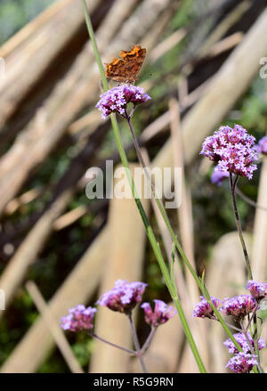 Virgule papillon avec ailes fermées sur la verveine fleurs violet Banque D'Images