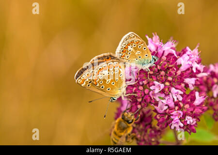 Polyommatus icarus hominy,bleu,l'accouplement sur dost Banque D'Images