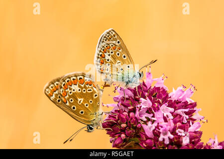 Polyommatus icarus hominy,bleu,l'accouplement sur dost Banque D'Images