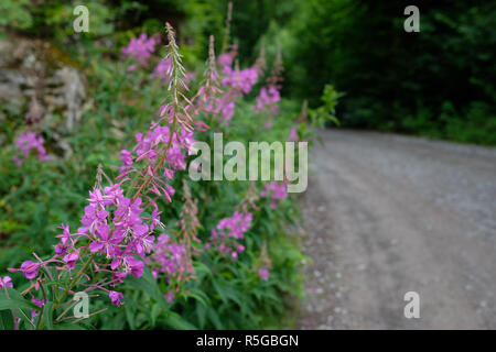 Fleurs pourpres d'épilobe à feuilles étroites (epilobium angustifolium) Banque D'Images